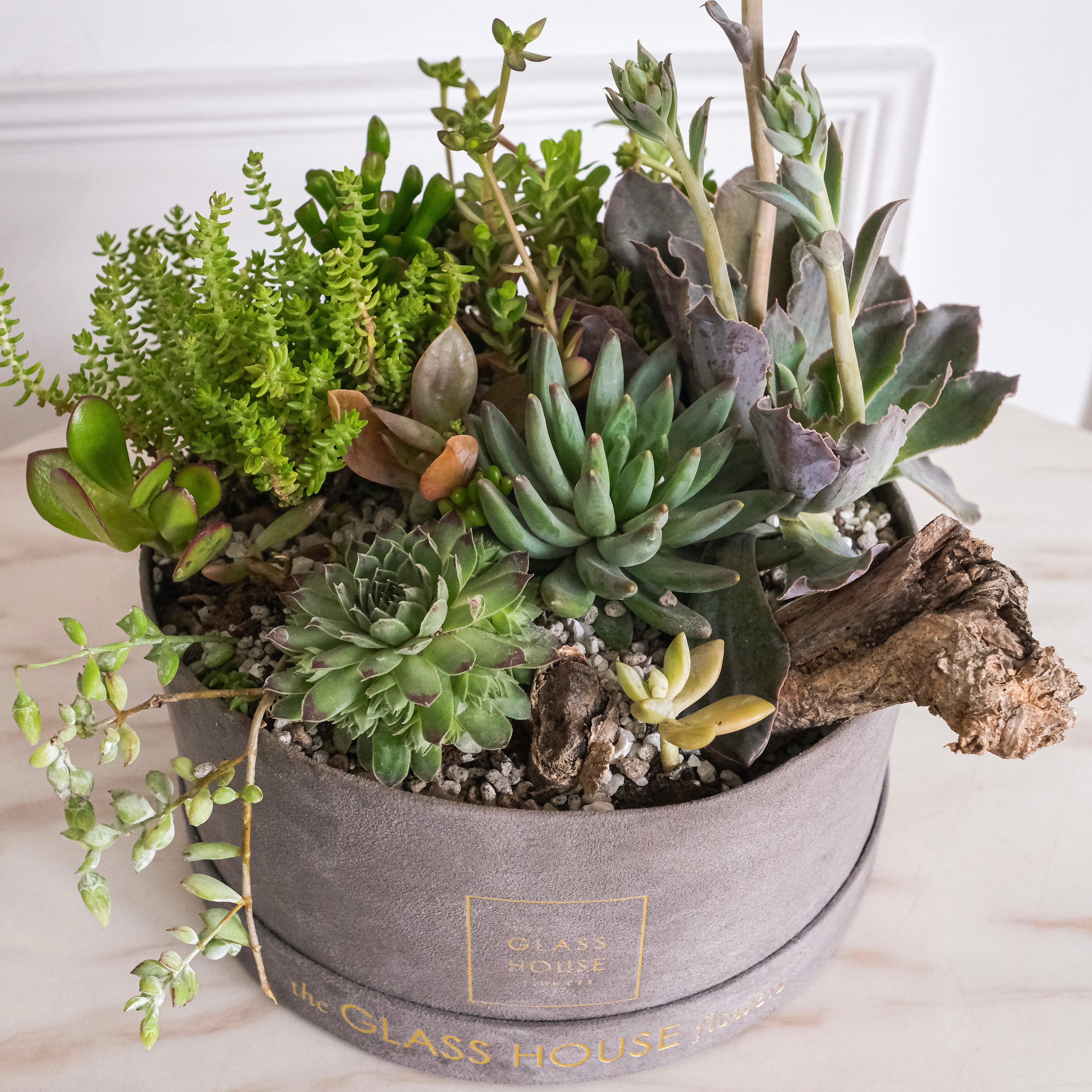 succulent house Succulent Planter