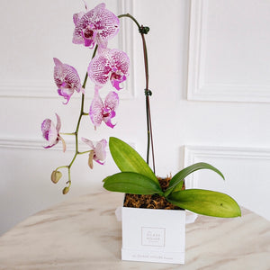 Single Phalaenopsis - Petite Square Box