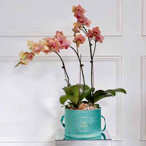 Trio Phalaenopsis - Emerald Velvet Box