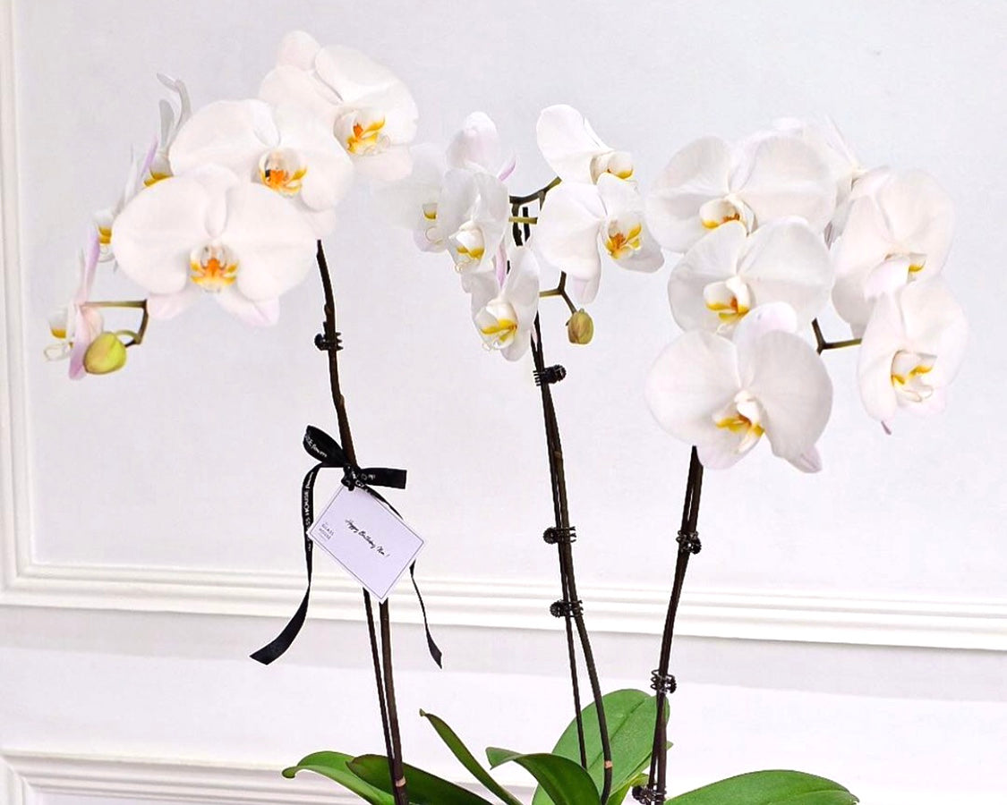 Phalaenopsis Orchids
