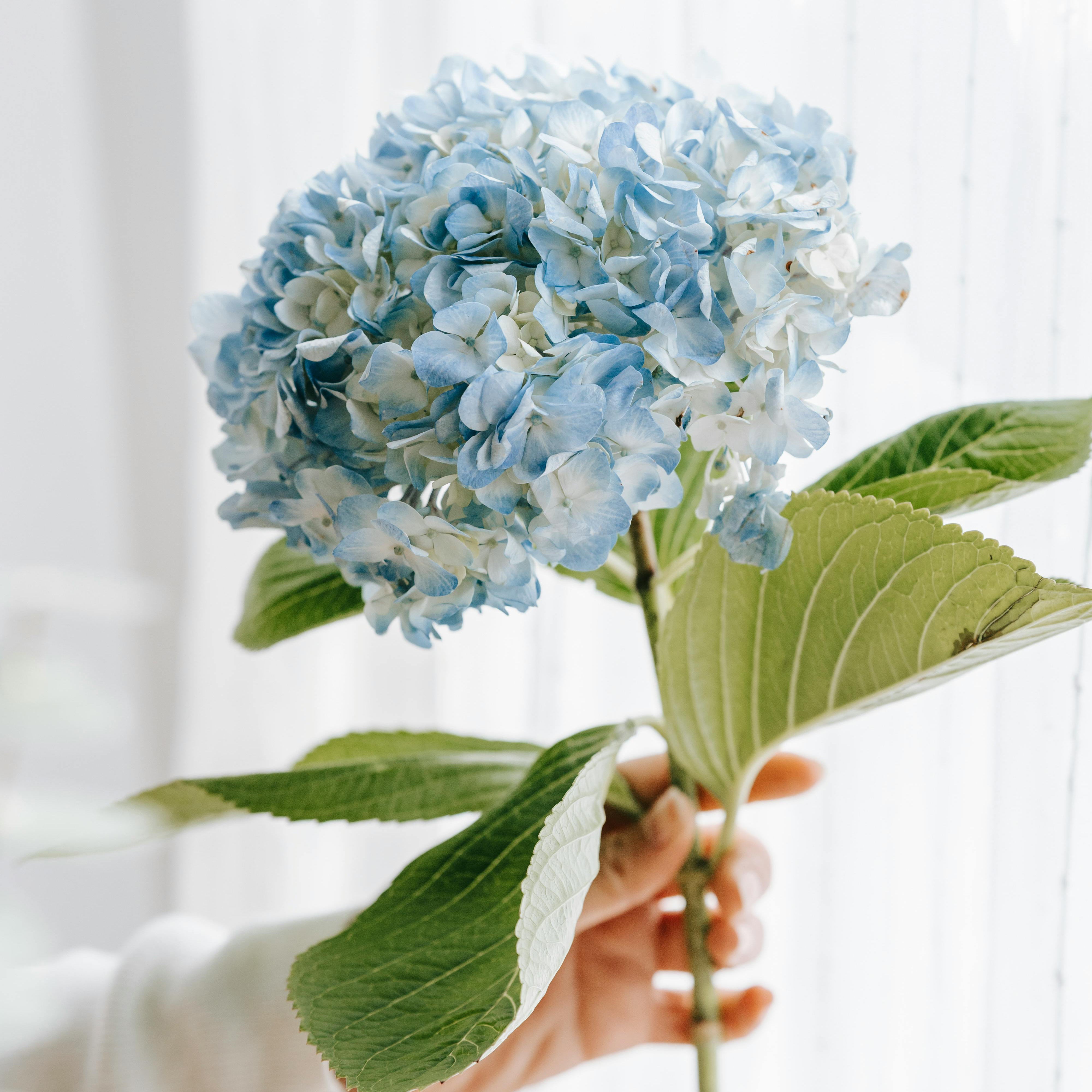 Hydrangeas