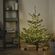 Fresh-Cut Abies Nordmanniana Christmas Tree (Full-Size)