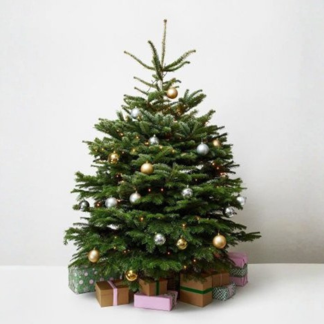 Fresh-Cut Abies Nordmanniana Christmas Tree (Full-Size)