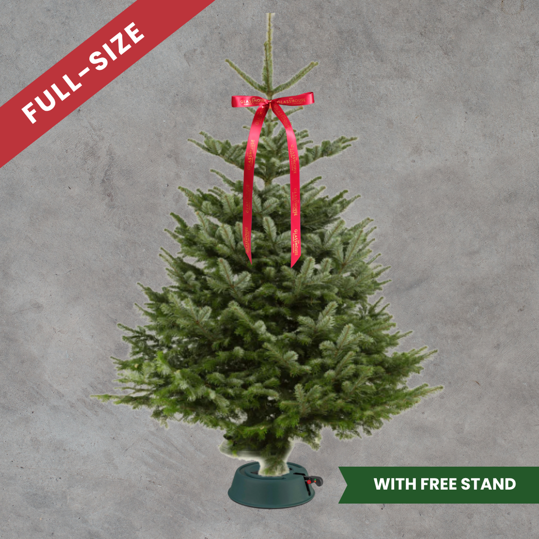 Fresh-Cut Abies Nordmanniana Christmas Tree (Full-Size)