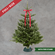 Fresh-Cut Abies Nordmanniana Christmas Tree (Full-Size)