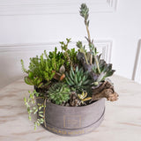 Succulent Planter - Gray Velvet Box