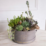 Succulent Planter - Gray Velvet Box