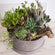 Succulent Planter - Gray Velvet Box