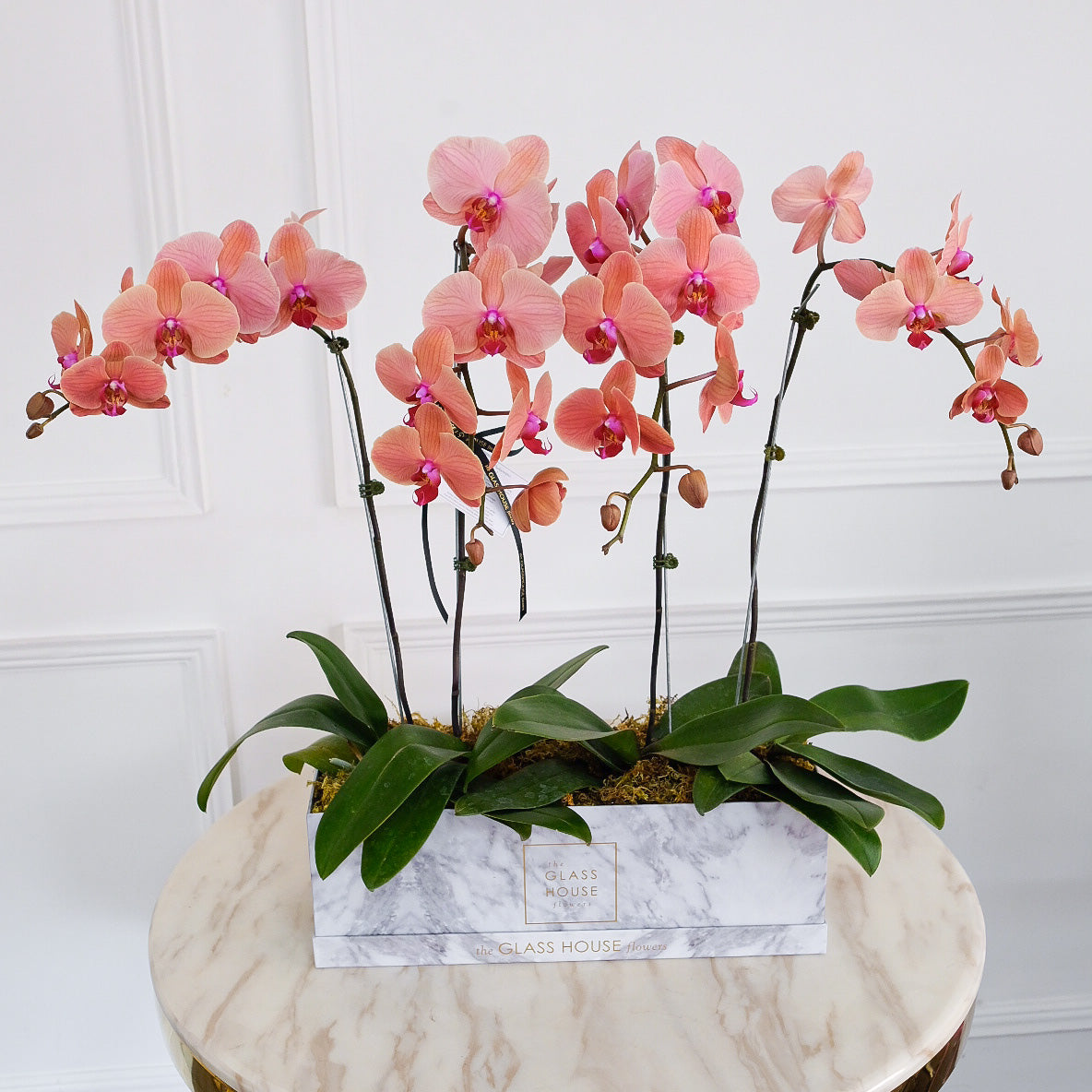 Quatre Phalaenopsis - Marble Rectangulaire