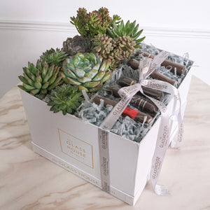 Succulents + Cigars Bloom Box - Large Square Box