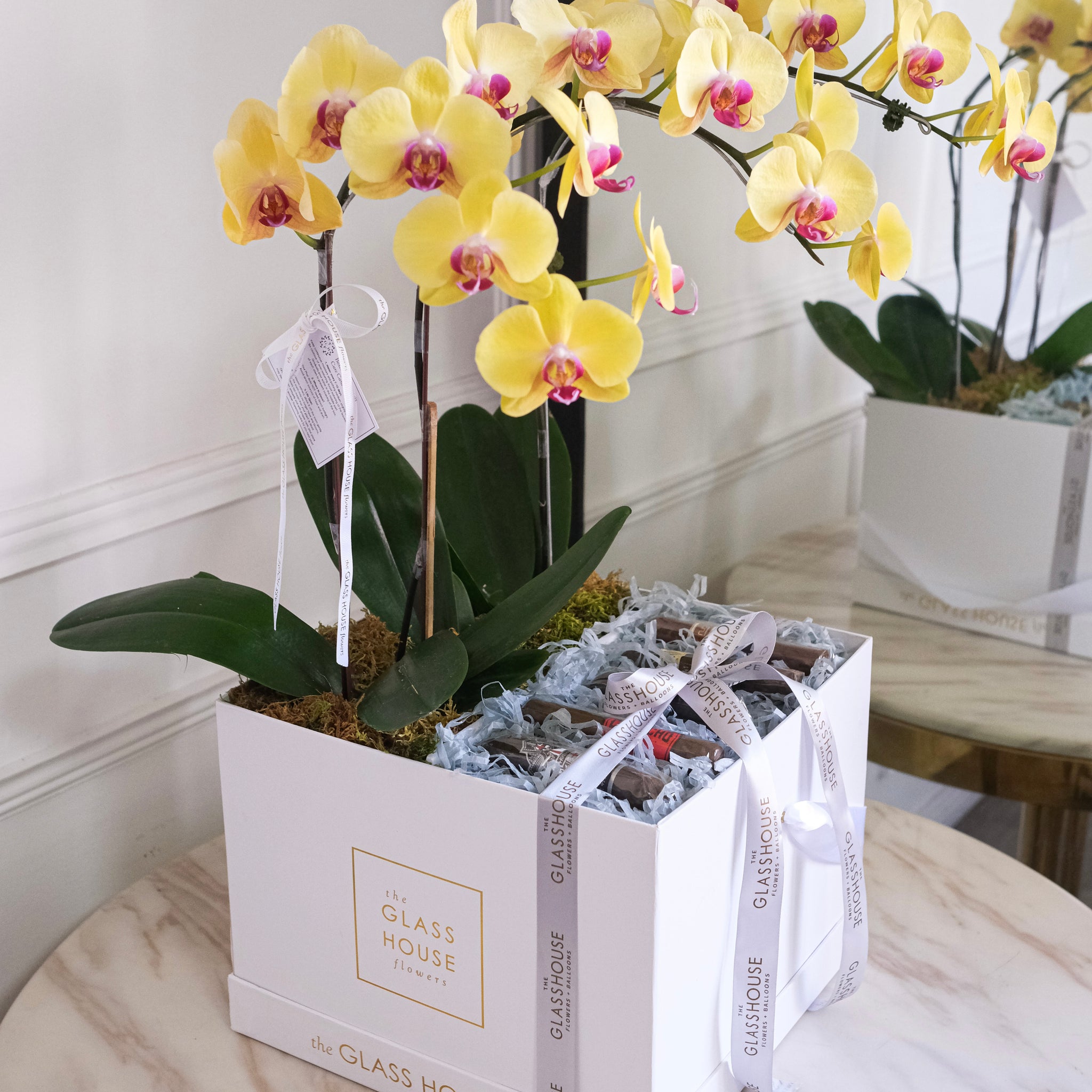 Phalaenopsis + Cigars Bloom Box - Large Square Box