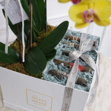 Phalaenopsis + Cigars Bloom Box - Large Square Box