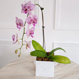Single Phalaenopsis Orchids - Petite Square Box