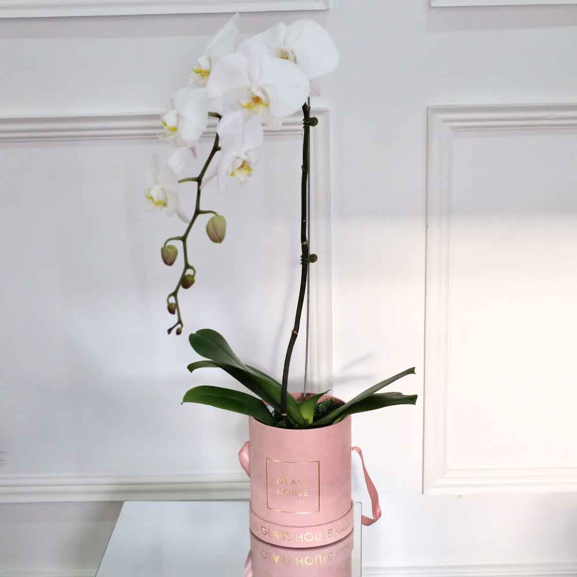 Single Phalaenopsis - Pink Velvet Box