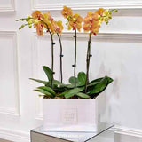 Cinq Phalaenopsis Orchids - Large Square Box