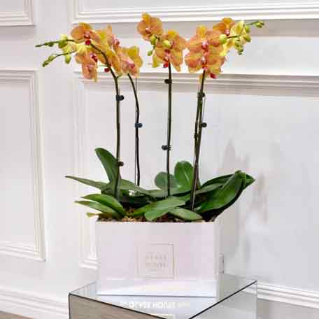 Cinq Phalaenopsis - Large Square Box